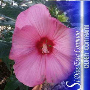 Meet your Posher, Maria cande